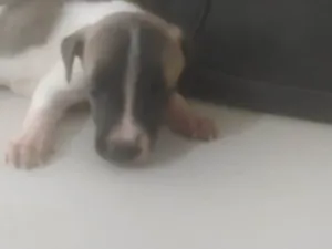 Cachorro raça ND idade 2 a 6 meses nome Bebê 1