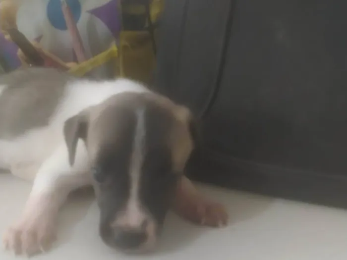 Cachorro ra a ND idade 2 a 6 meses nome Bebê 1