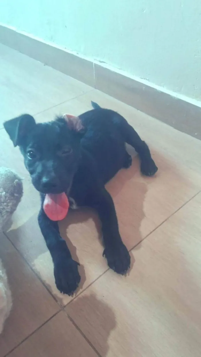 Cachorro ra a SRD-ViraLata idade 2 a 6 meses nome Nick