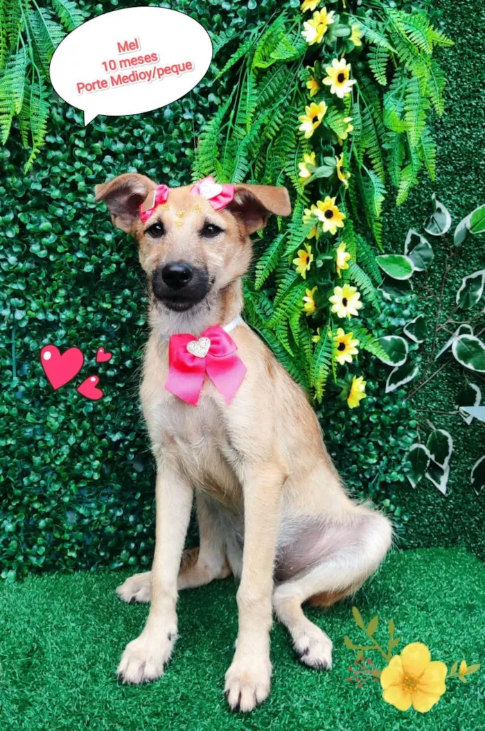 Cachorro ra a SRD-ViraLata idade 7 a 11 meses nome Mel