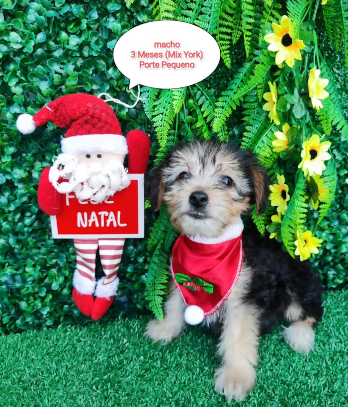 Cachorro ra a Mix Yorkshire  idade 2 a 6 meses nome Mickey 