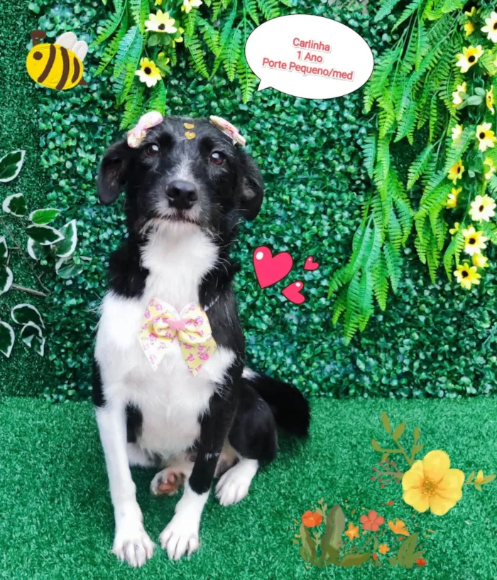 Cachorro ra a SRD-ViraLata idade 1 ano nome Carlinha