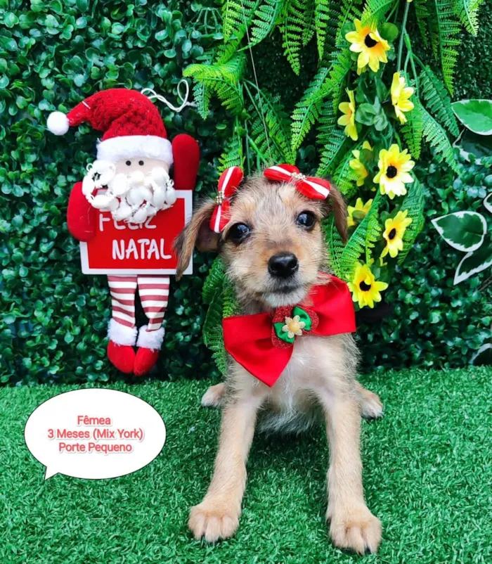 Cachorro ra a Mix Yorkshire  idade 2 a 6 meses nome Lua