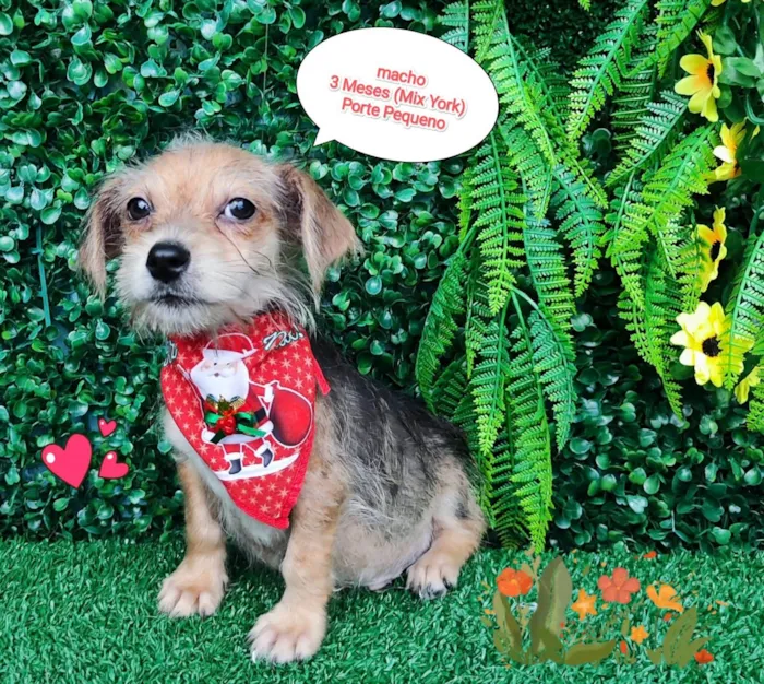 Cachorro ra a Mix Yorkshire  idade 2 a 6 meses nome Tintin