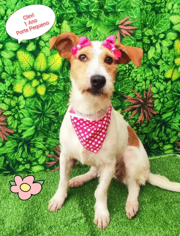 Cachorro ra a SRD-ViraLata idade 1 ano nome Clevi