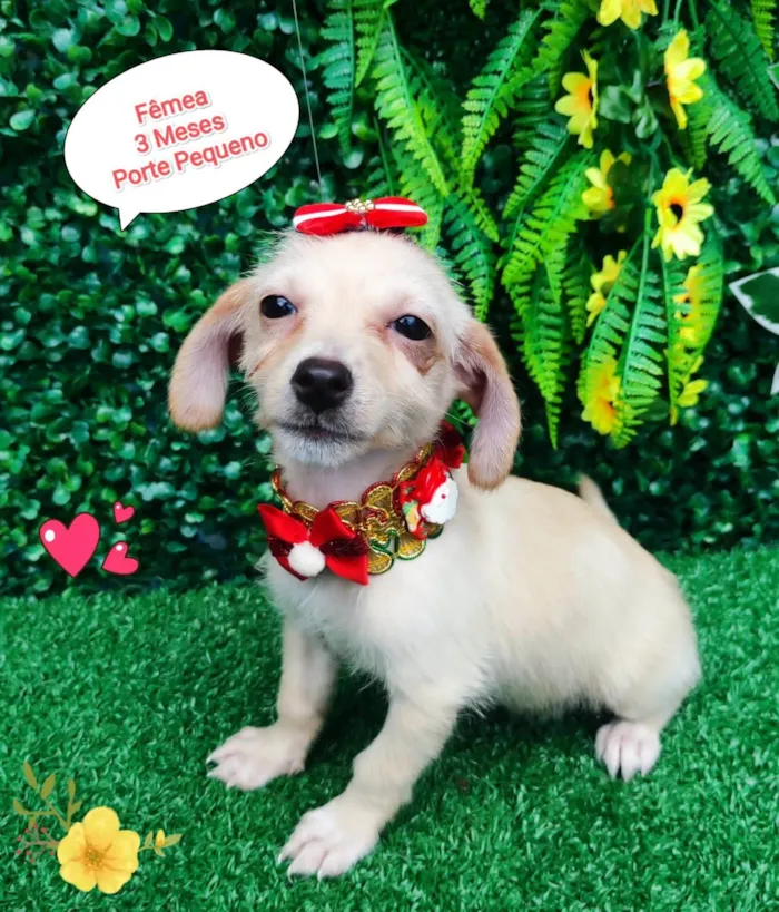 Cachorro ra a SRD-ViraLata idade 2 a 6 meses nome Nina