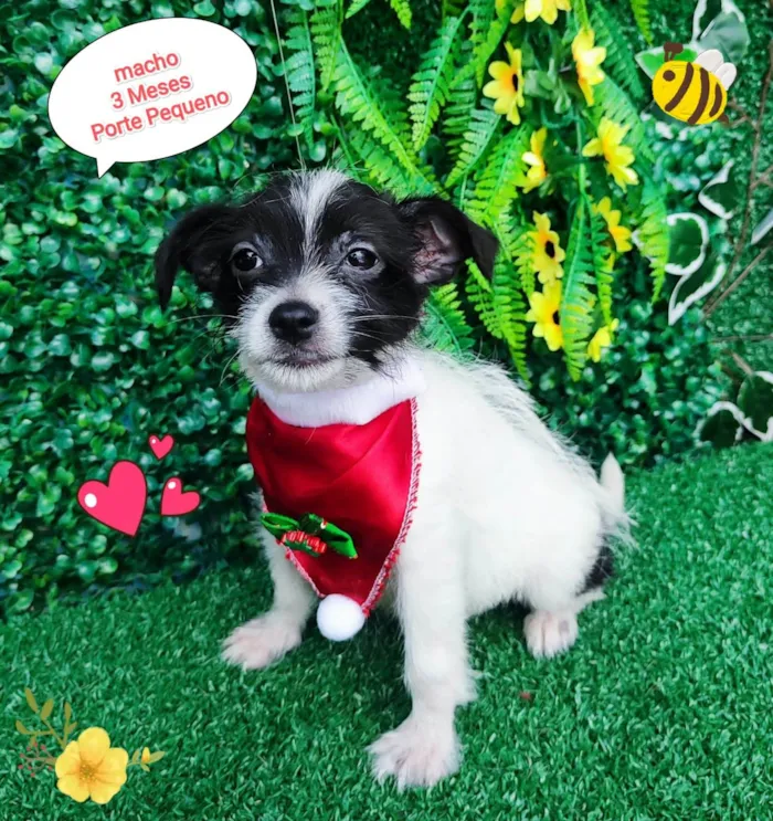 Cachorro ra a SRD-ViraLata idade 2 a 6 meses nome Nino