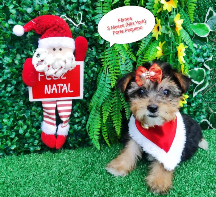 Cachorro ra a Mix Yorkshire  idade 2 a 6 meses nome Lola