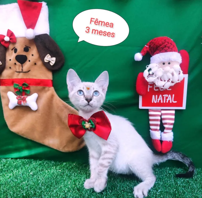 Gato ra a SRD-ViraLata idade 2 a 6 meses nome Tigrada