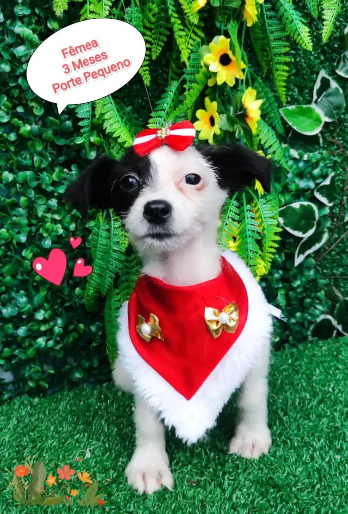 Cachorro ra a SRD-ViraLata idade 2 a 6 meses nome Lolita