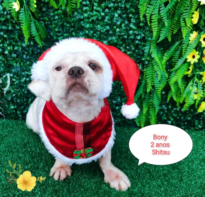 Cachorro ra a Shitzu idade 2 anos nome Bony