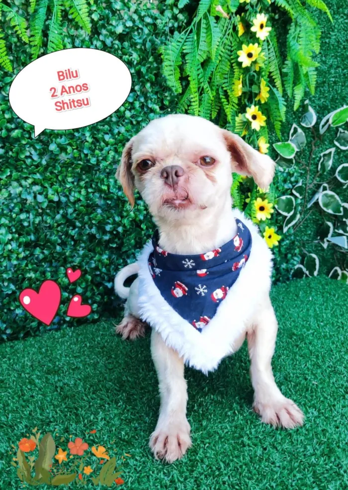 Cachorro ra a Shitzu idade 2 a 6 meses nome Bilu