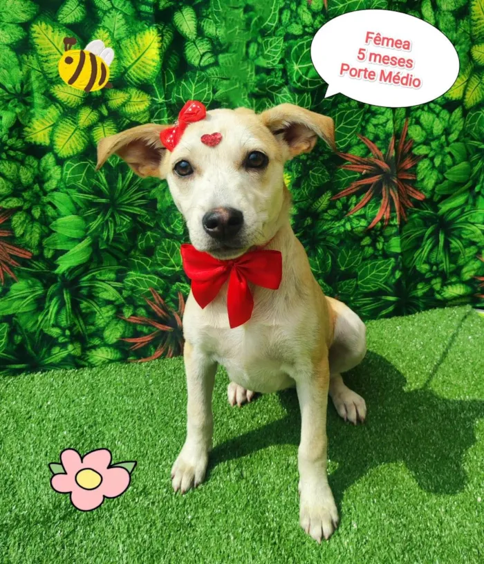 Cachorro ra a SRD-ViraLata idade 2 a 6 meses nome Luisa