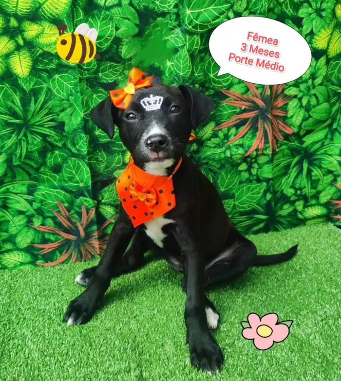 Cachorro ra a SRD-ViraLata idade 2 a 6 meses nome Penélope 