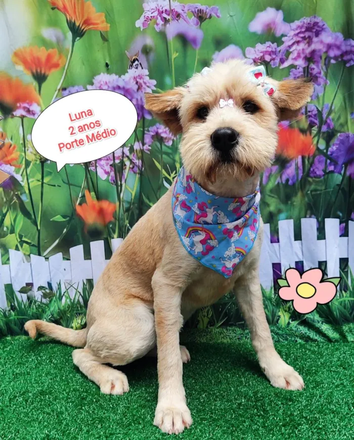 Cachorro ra a SRD-ViraLata idade 2 anos nome Luna