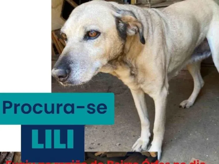 Cachorro ra a SRD-ViraLata idade 6 ou mais anos nome GRATIFICA - LILI