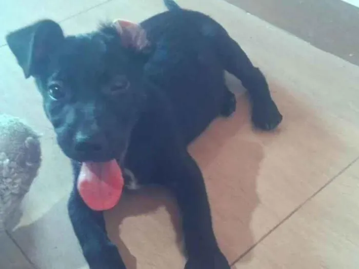 Cachorro ra a SRD-ViraLata idade 2 a 6 meses nome Nick