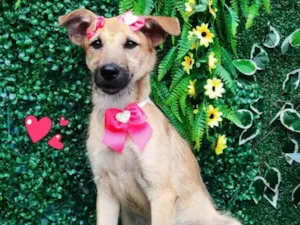Cachorro raça SRD-ViraLata idade 7 a 11 meses nome Mel