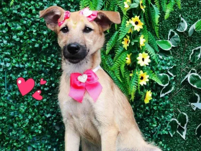 Cachorro ra a SRD-ViraLata idade 7 a 11 meses nome Mel