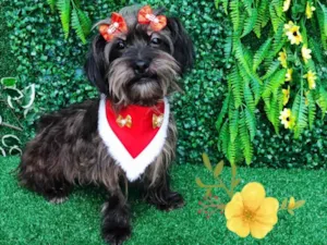 Cachorro raça SRD-ViraLata idade 1 ano nome Miney