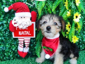 Cachorro raça Mix Yorkshire  idade 2 a 6 meses nome Mickey 