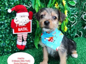 Cachorro raça Mix Yorkshire  idade 2 a 6 meses nome Mike