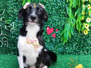 Cachorro raça SRD-ViraLata idade 1 ano nome Carlinha