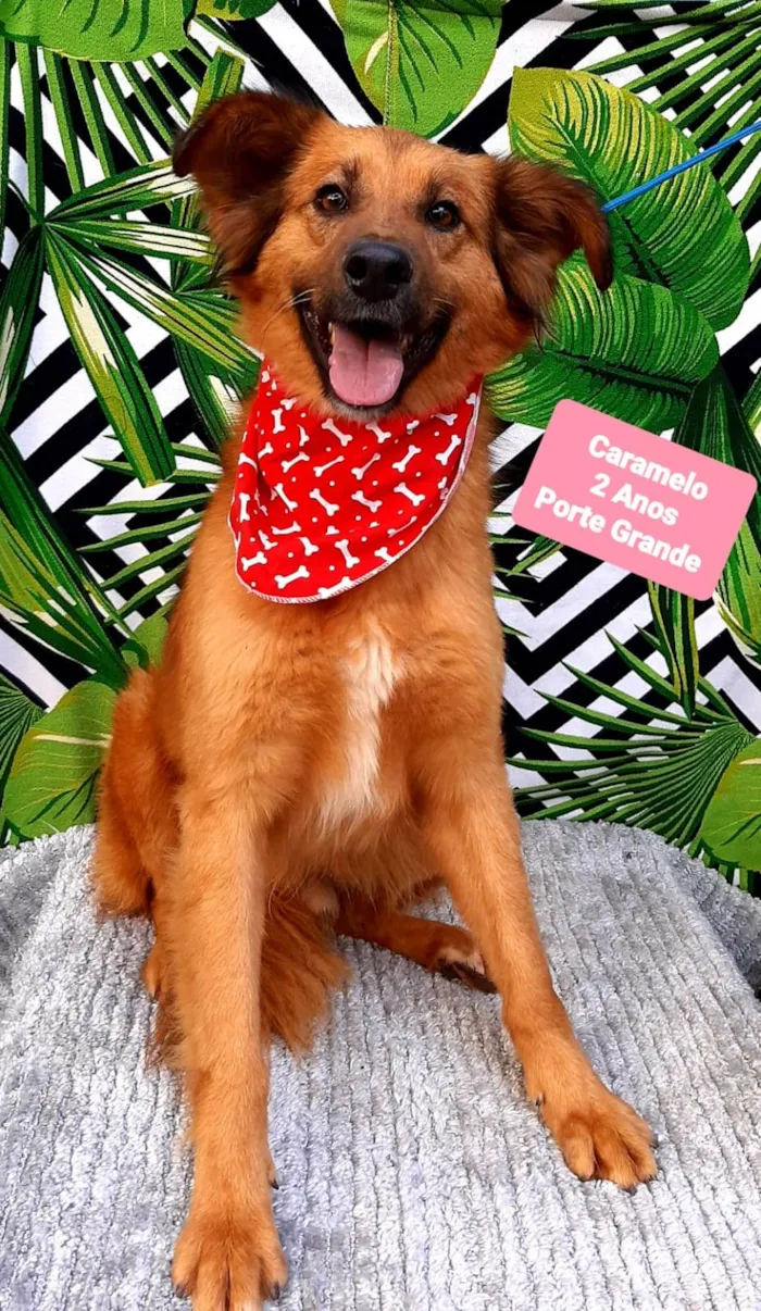Cachorro ra a SRD-ViraLata idade 2 anos nome Caramelo