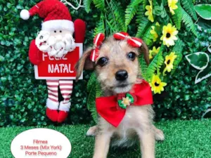 Cachorro raça Mix Yorkshire  idade 2 a 6 meses nome Lua