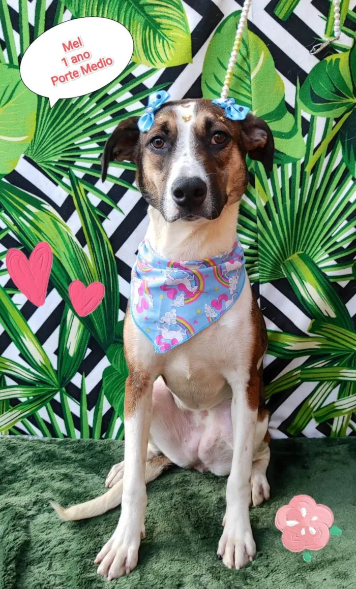 Cachorro ra a SRD-ViraLata idade 1 ano nome Mel 1 ano