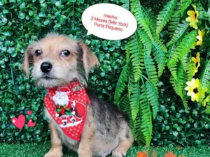 Cachorro raça Mix Yorkshire  idade 2 a 6 meses nome Tintin