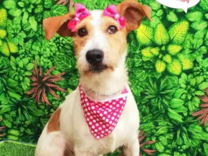 Cachorro raça SRD-ViraLata idade 1 ano nome Clevi