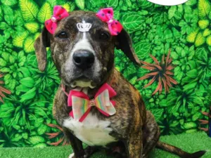Cachorro raça SRD-ViraLata idade 3 anos nome Ariel