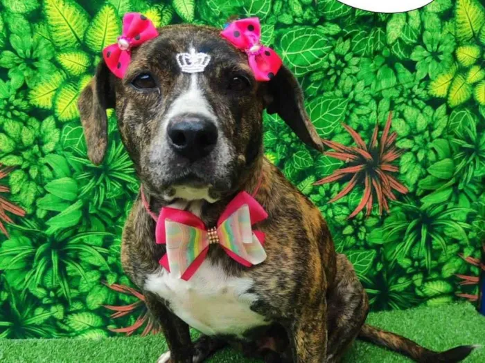 Cachorro ra a SRD-ViraLata idade 3 anos nome Ariel