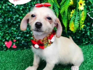 Cachorro raça SRD-ViraLata idade 2 a 6 meses nome Nina