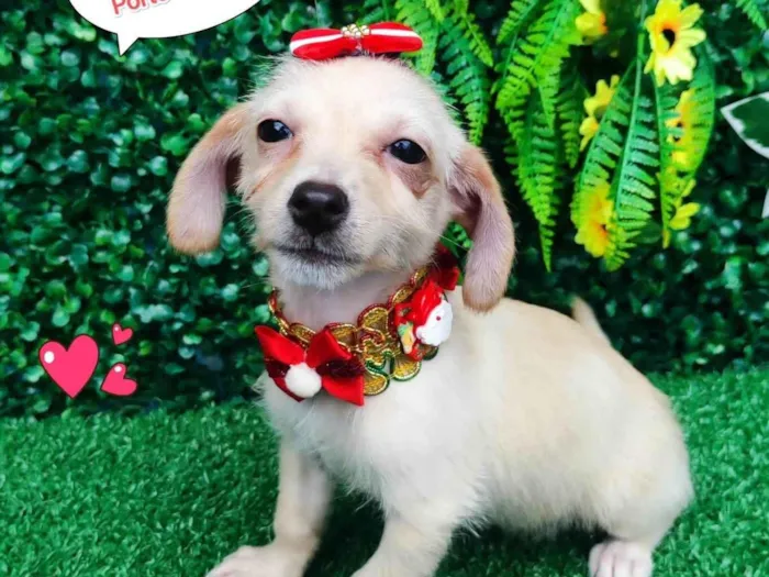 Cachorro ra a SRD-ViraLata idade 2 a 6 meses nome Nina