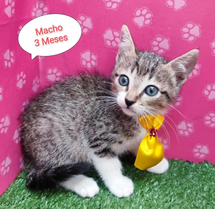Gato ra a SRD-ViraLata idade 2 a 6 meses nome Tobias 