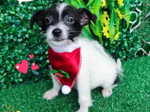 Cachorro raça SRD-ViraLata idade 2 a 6 meses nome Nino