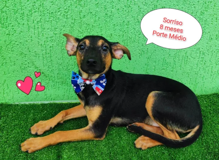 Cachorro ra a SRD-ViraLata idade nome Sorriso