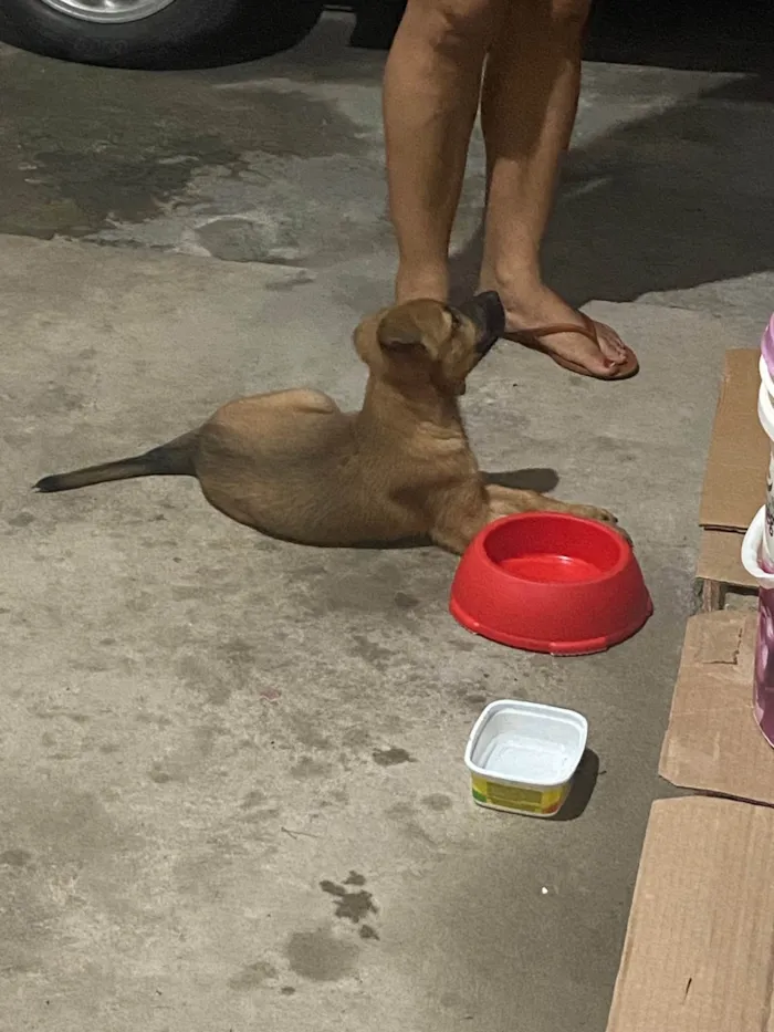 Cachorro ra a SRD-ViraLata idade 2 a 6 meses nome Arthur 