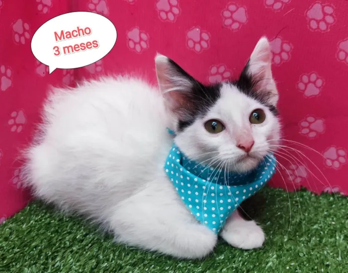Gato ra a  idade 2 a 6 meses nome Ruan