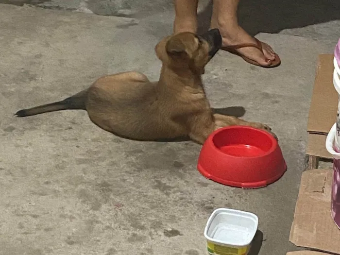 Cachorro ra a SRD-ViraLata idade 2 a 6 meses nome Arthur 