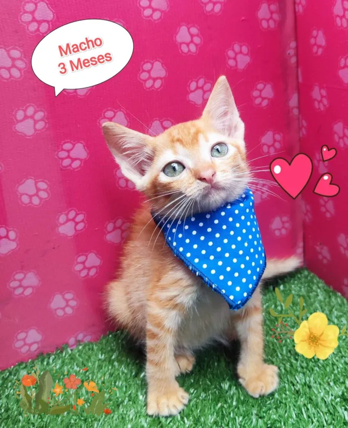 Gato ra a SRD-ViraLata idade 2 a 6 meses nome Tigre