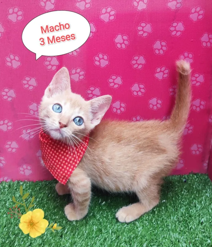 Gato ra a SRD-ViraLata idade 2 a 6 meses nome Noah