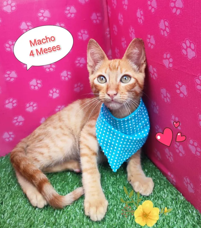 Gato ra a SRD-ViraLata idade 2 a 6 meses nome Henri