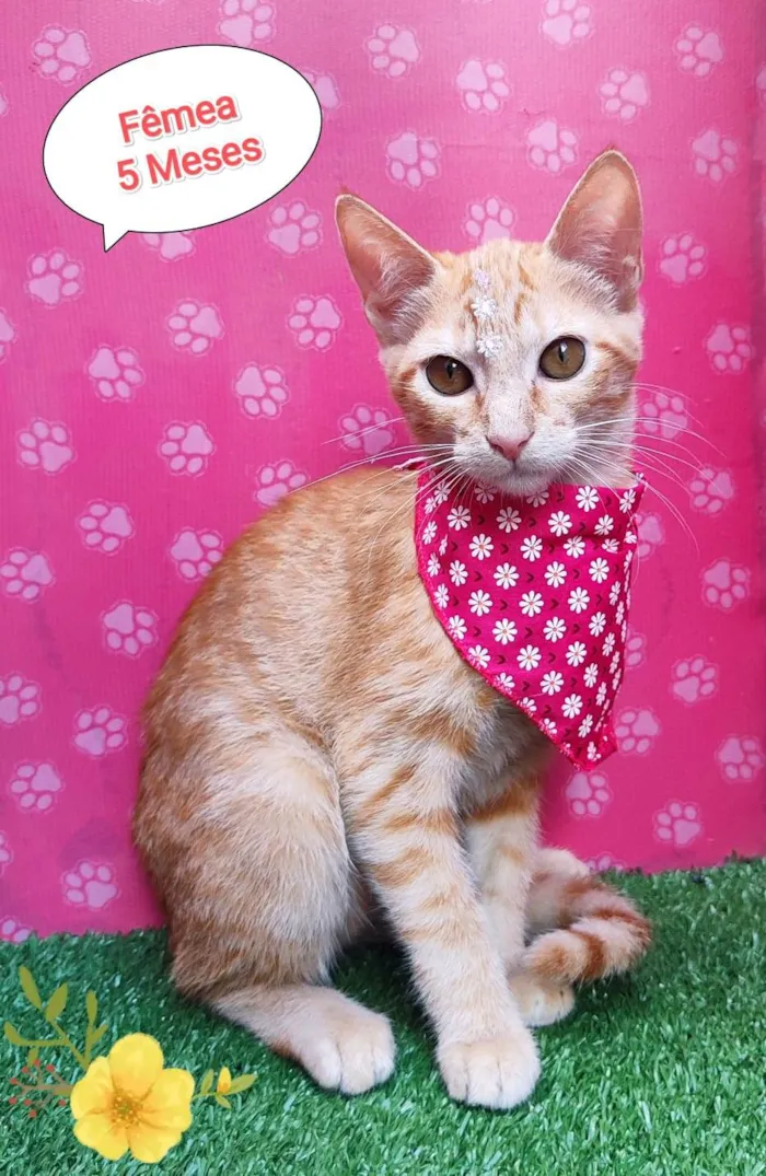 Gato ra a  idade 2 a 6 meses nome Linda