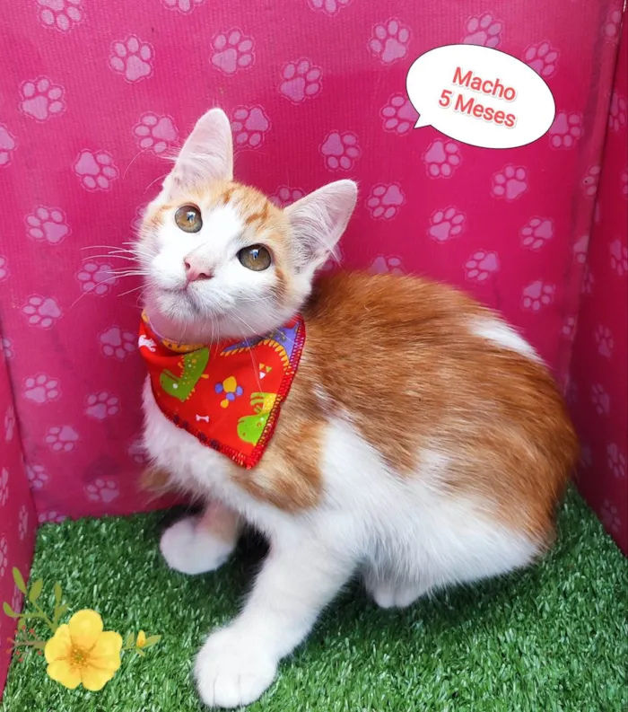 Gato ra a SRD-ViraLata idade 2 a 6 meses nome Gui