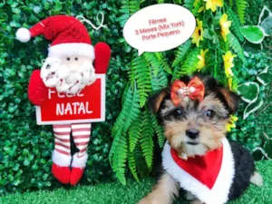 Cachorro raça Mix Yorkshire  idade 2 a 6 meses nome Lola