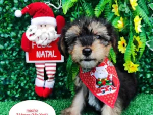 Cachorro raça SRD-ViraLata idade 2 a 6 meses nome Baby
