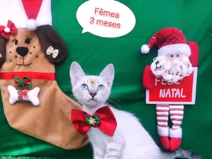 Gato raça SRD-ViraLata idade 2 a 6 meses nome Tigrada